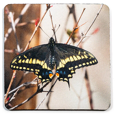 Black Swallowtail Butterfly Coaster
