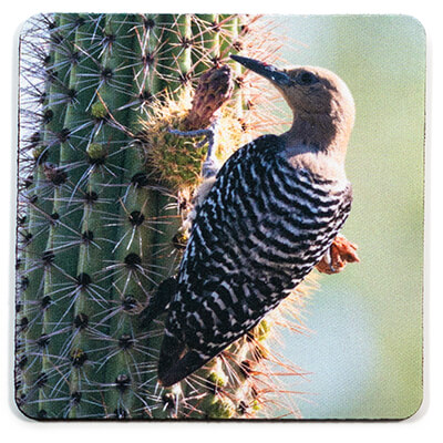 Female Gila Woodpecker Coaster
