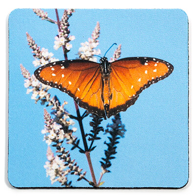 Queen Butterfly in Phoenix Botanical Garden Coaster